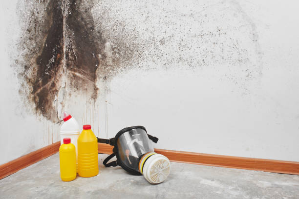 Best Post-Flood Mold Remediation in Greenville, NY