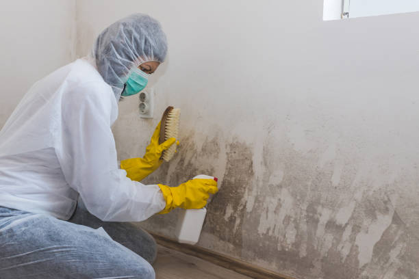 Best DIY Mold Remediation Support Services in Greenville, NY